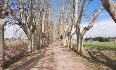 Campo 8,5HS en Ibarlucea