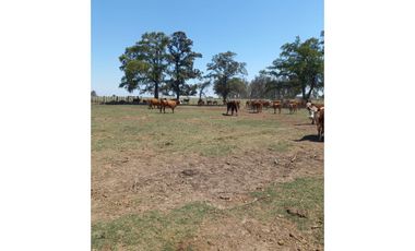 714 has ganaderas Zona Firmat