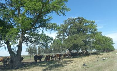 714 has ganaderas Zona Firmat