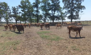 714 has ganaderas Zona Firmat