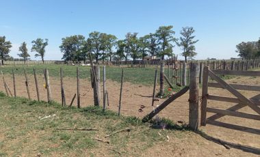 714 has ganaderas Zona Firmat