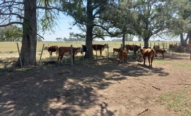 714 has ganaderas Zona Firmat