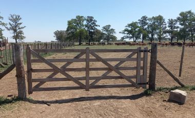 714 has ganaderas Zona Firmat