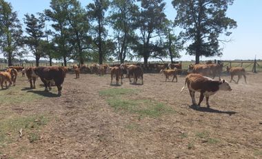 714 has ganaderas Zona Firmat