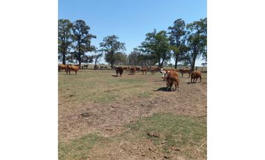 714 has ganaderas Zona Firmat