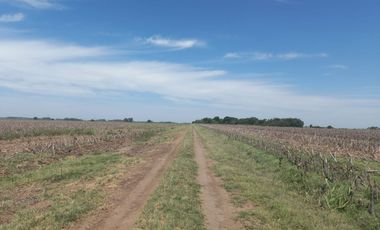 714 has ganaderas Zona Firmat