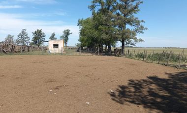 714 has ganaderas Zona Firmat