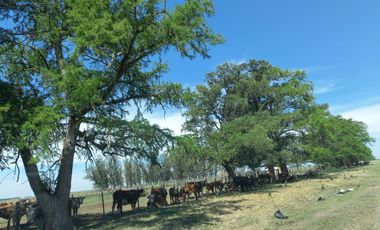 714 has ganaderas Zona Firmat