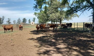 714 has ganaderas Zona Firmat