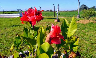 Casa de Campo y 2 Has - Ideal Fin de Semana - Emprendimientos- en Victoria Entre Ríos