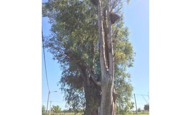 VENTA TERRENO BARRIO LAS CASUARINAS IBARLUCEA