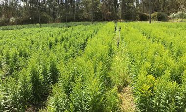 TERRENO EN VENTA- TABABELA 7228M2