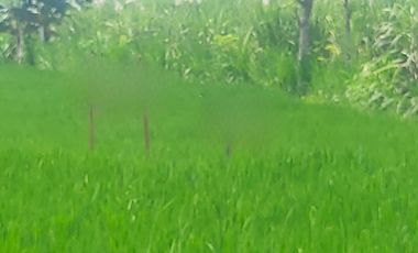 TANAH SAWAH (AJB) DI DESA SUMBERGEDE, WRINGINANOM, GRESIK