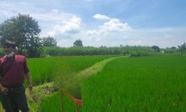 TANAH SAWAH (AJB) DI DESA SUMBERGEDE, WRINGINANOM, GRESIK