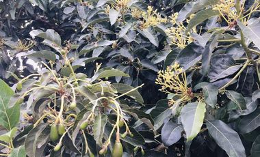 Casa en Guayllabamba