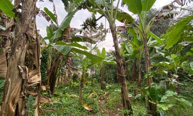 Dijual Murah Rumah Kayu + Kebun di Perkampungan Luas 432 m2 Purwakarta