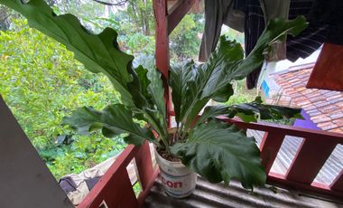 Dijual Murah Rumah Kayu + Kebun di Perkampungan Luas 432 m2 Purwakarta