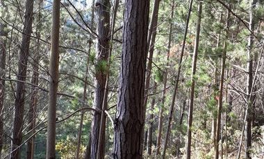 Parcela en Venta en Cabeceras, Paredones, Sexta Región Bernardo O´Higgins