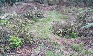 LOTE EN GUARNE DE 122.000 M2