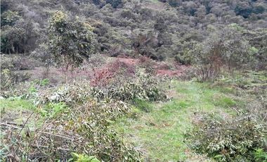 LOTE EN GUARNE DE 122.000 M2