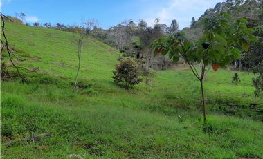 Venta de Lote en Unidad Cerrada Capiro Alto