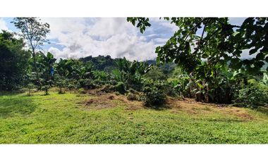 Finca productiva 51 cuadras café, plátano, limón y aguacate Buenavista