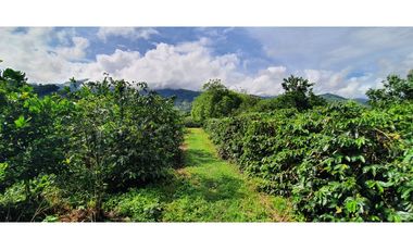 Finca productiva 51 cuadras café, plátano, limón y aguacate Buenavista
