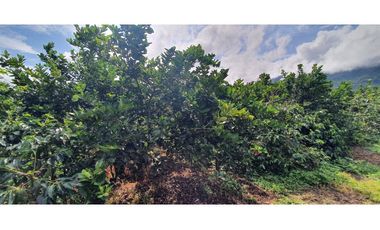 Finca productiva 51 cuadras café, plátano, limón y aguacate Buenavista