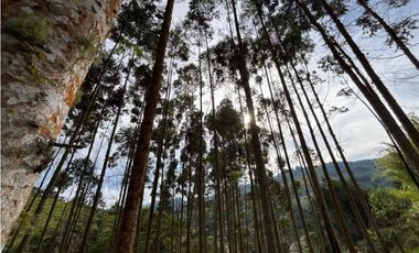 Venta casa campestre independiente en El Retiro con bosque Y quebrada