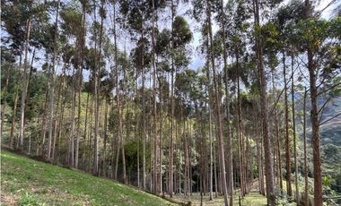 Venta casa campestre independiente en El Retiro con bosque Y quebrada