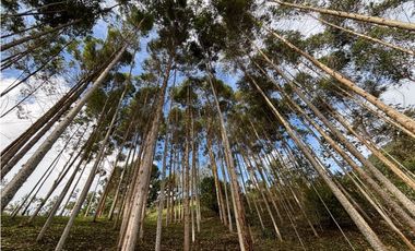 Venta casa campestre independiente en El Retiro con bosque Y quebrada