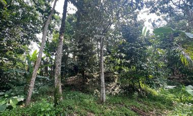 Tanah luasan kecil view sawah cocok untuk hunian