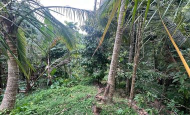 Tanah luasan kecil view sawah cocok untuk hunian