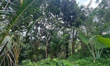 Tanah luasan kecil view sawah cocok untuk hunian