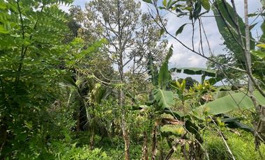 Tanah luasan kecil view sawah cocok untuk hunian