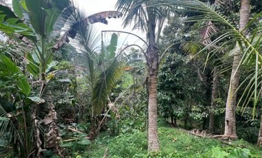 Tanah luasan kecil view sawah cocok untuk hunian