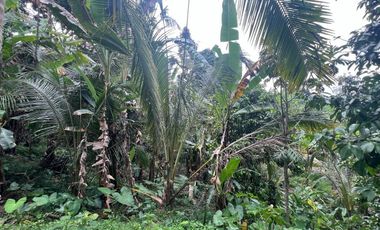 Tanah luasan kecil view sawah cocok untuk hunian