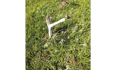 SE VENDE LOTE EN SANJERONIMO (Antioquia) 20 hectáreas + 8.000 mtr2