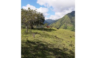 SE VENDE LOTE EN SANJERONIMO (Antioquia) 20 hectáreas + 8.000 mtr2
