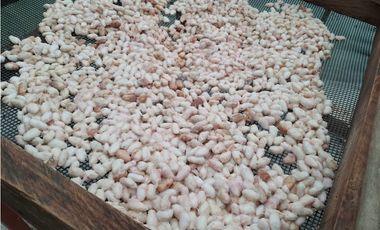 MESITAS DEL COLEGIO - FINCA AGROECOLOGICA