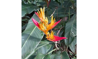 MESITAS DEL COLEGIO - FINCA AGROECOLOGICA