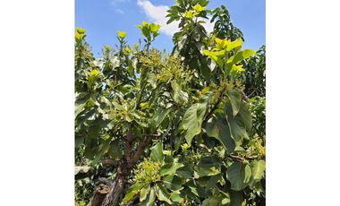 MESITAS DEL COLEGIO - FINCA AGROECOLOGICA