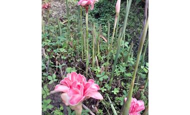 MESITAS DEL COLEGIO - FINCA AGROECOLOGICA