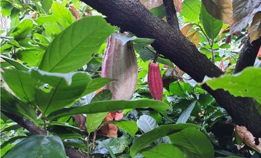 MESITAS DEL COLEGIO - FINCA AGROECOLOGICA