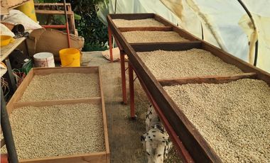 MESITAS DEL COLEGIO - FINCA AGROECOLOGICA