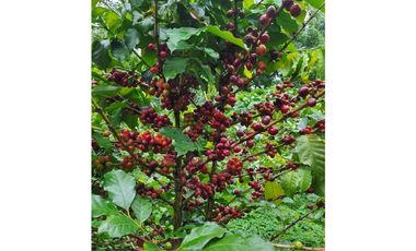 MESITAS DEL COLEGIO - FINCA AGROECOLOGICA