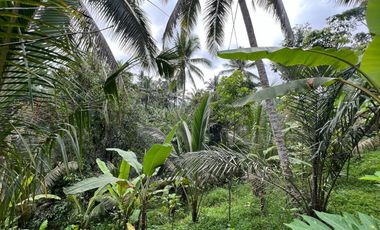 Tanah cocok untuk hunian atau villa dengan view sungai di tabanan