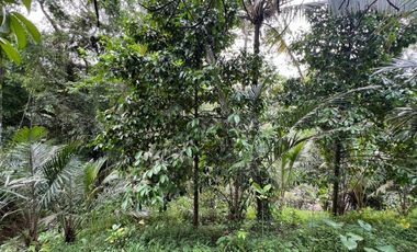 Tanah cocok untuk hunian atau villa dengan view sungai di tabanan