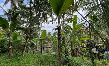 Tanah cocok untuk hunian atau villa dengan view sungai di tabanan