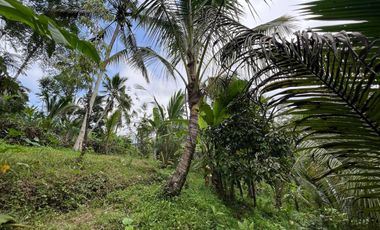 Tanah cocok untuk hunian atau villa dengan view sungai di tabanan